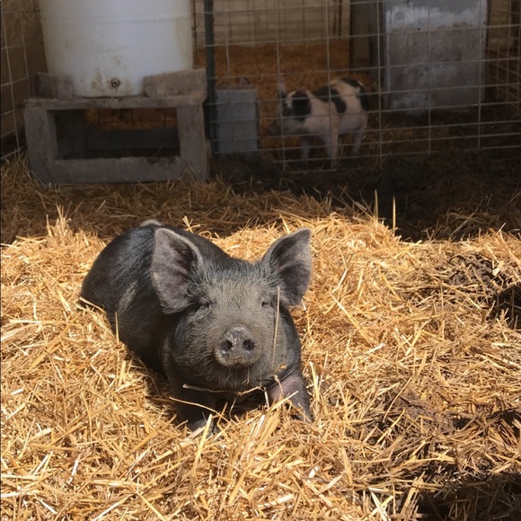 Meet your Posher, Megan - Picture 1 of 1